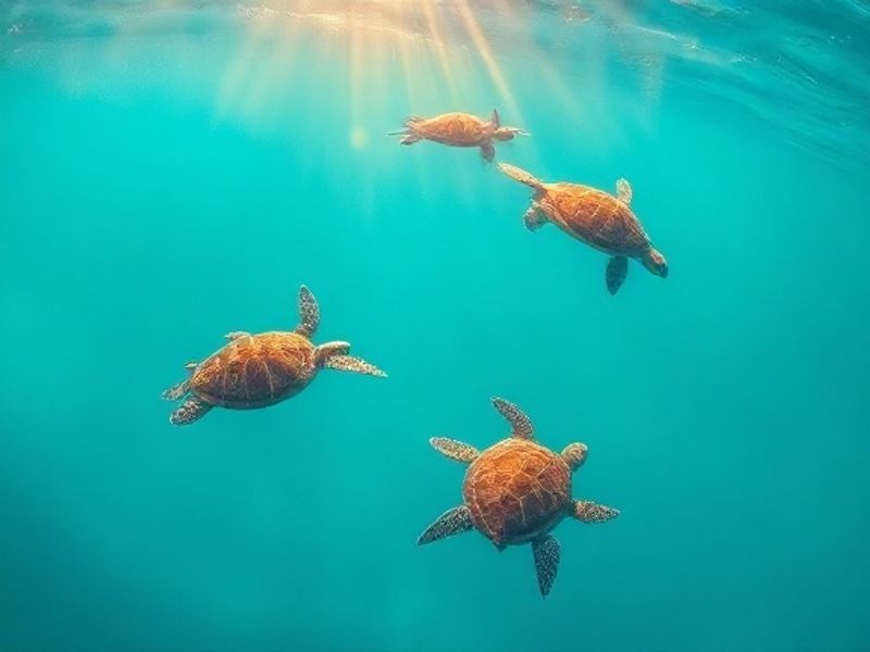 the turtles