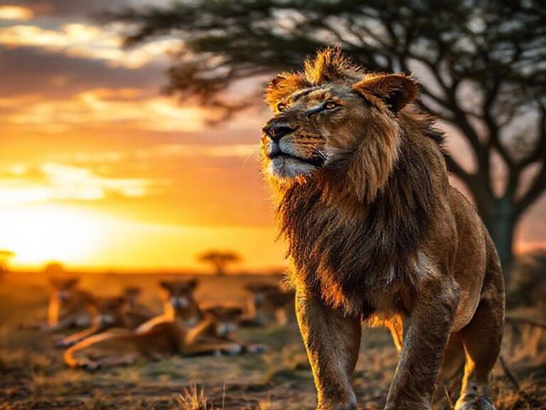 Trending: lions standings