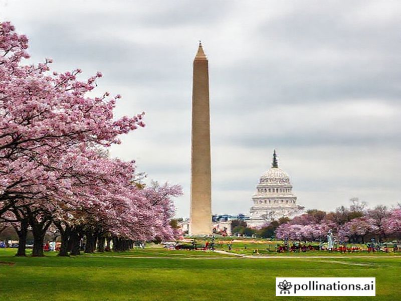 Trending: washington dc