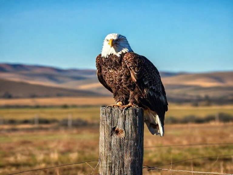 Trending: eagles news