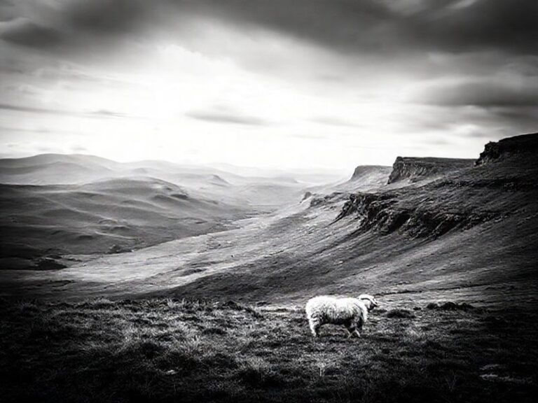 Trending: ridge holland