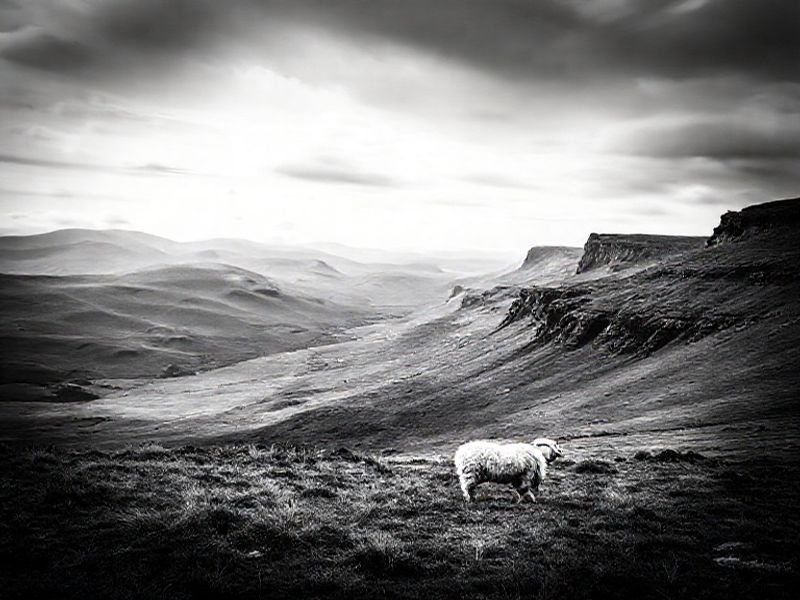 Trending: ridge holland