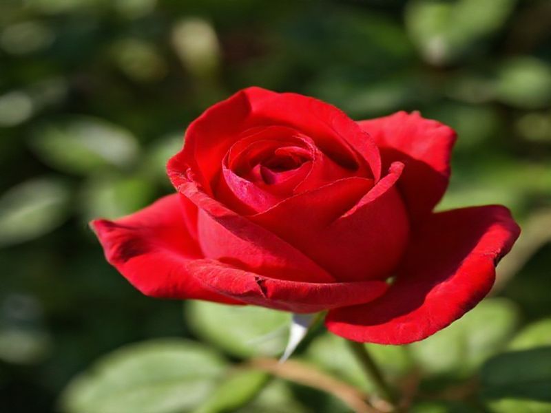 Trending: ruby rose