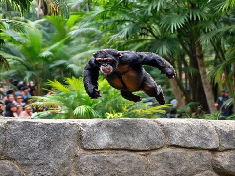 Trending: indianapolis zoo chimpanzee escape