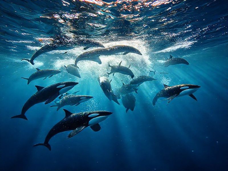 Trending: dolphins vs commanders