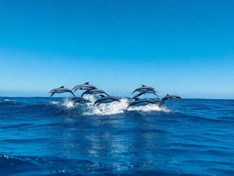 Trending: dolphins