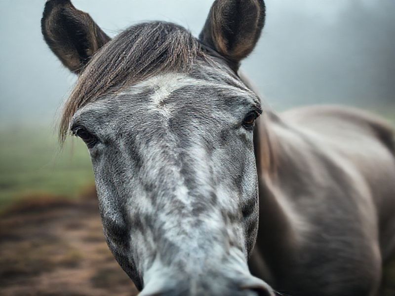 Trending: grey zabel