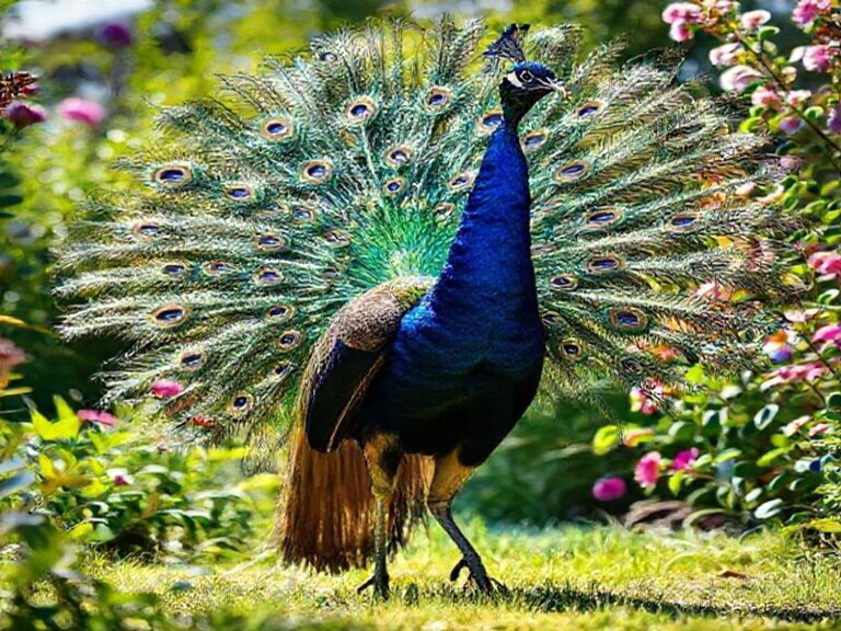 Trending: peacock