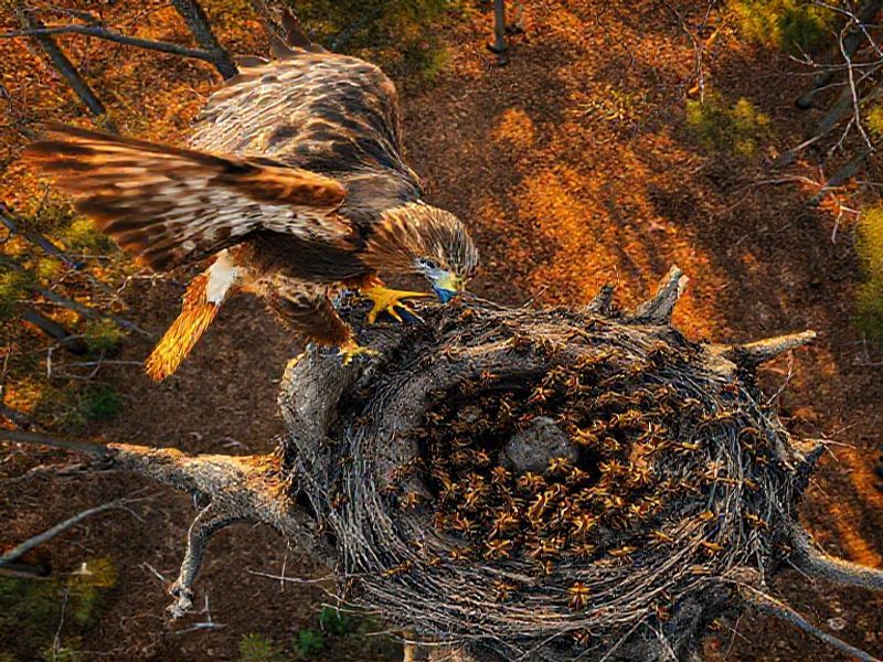 Trending: hornets vs hawks