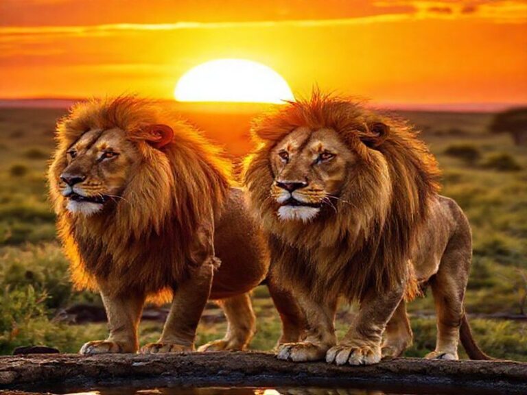 Trending: kennedy lions