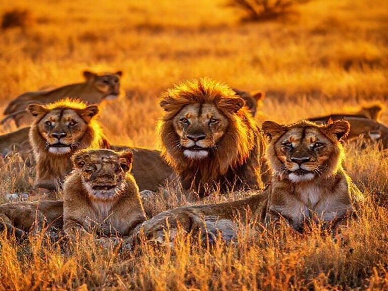 Trending: anzalone lions