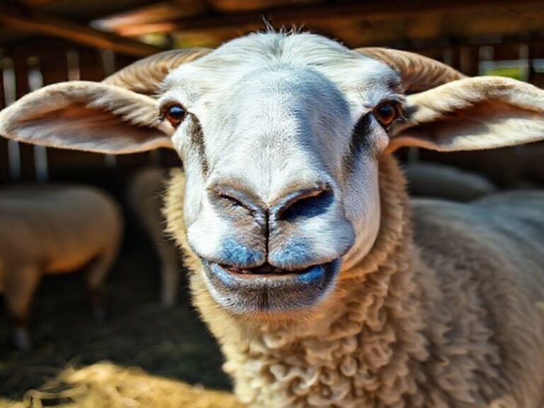 Trending: blue tongue disease