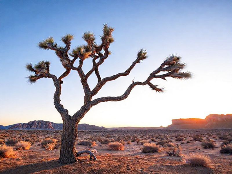 Trending: joshua tree