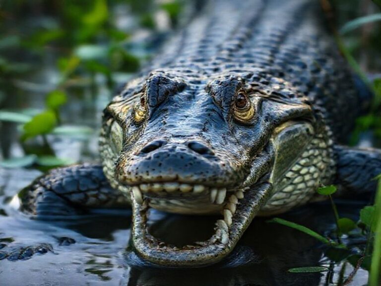 Trending: claude alligator