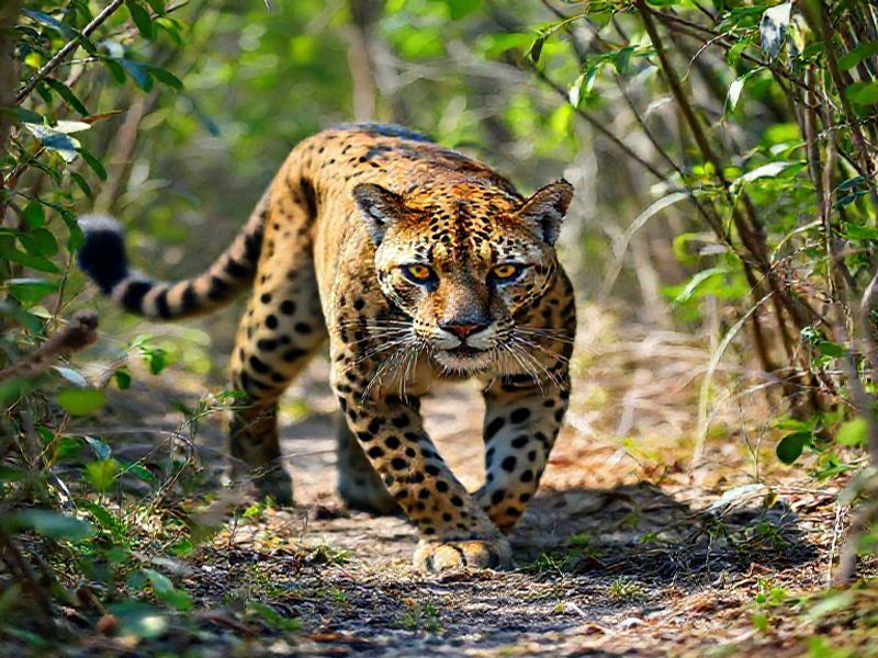 Trending: florida panthers