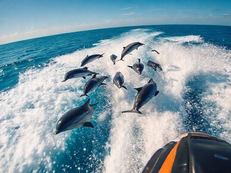 Trending: dolphins vs jets