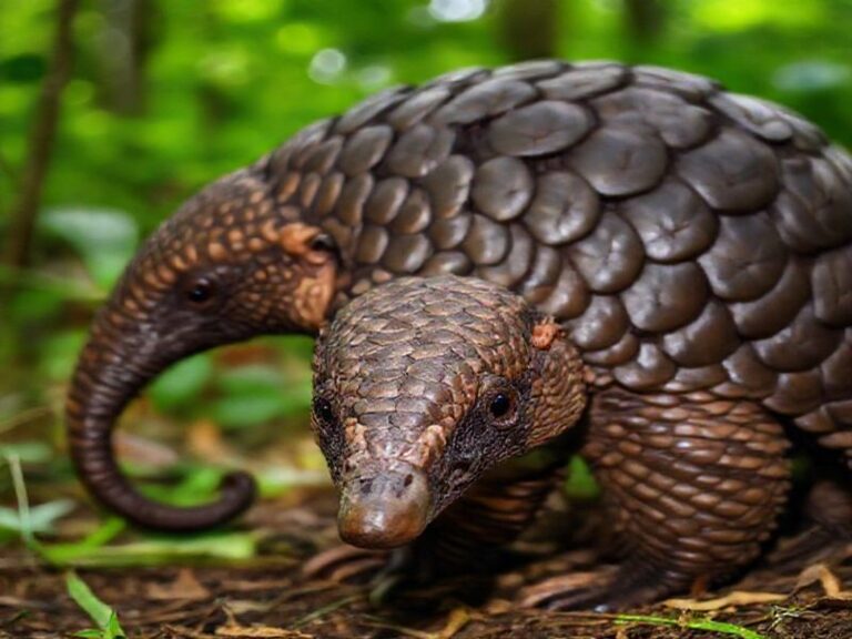 Trending: pangolins