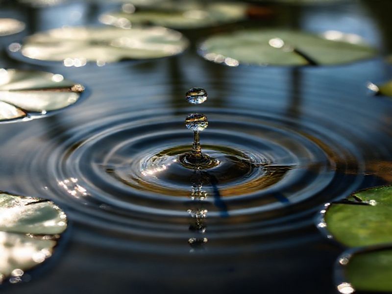 Trending: ripple