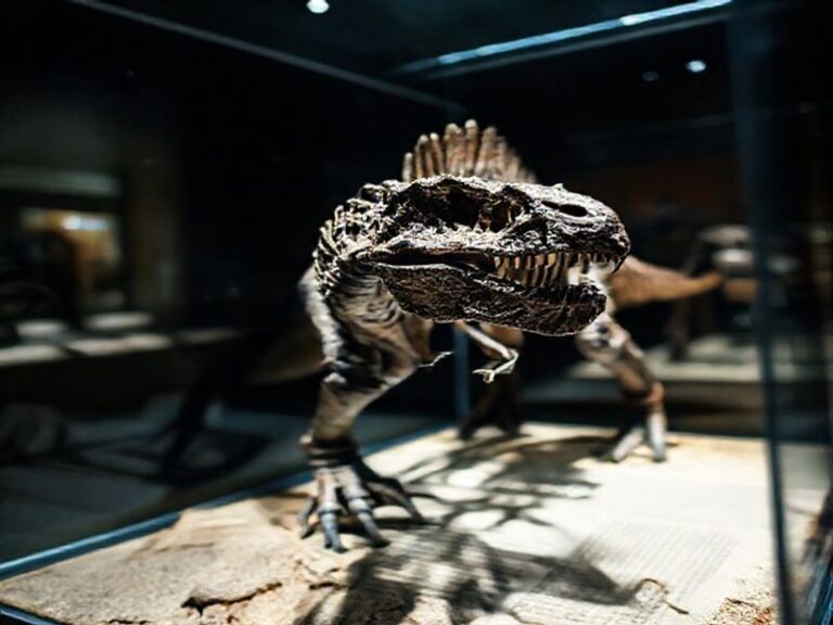 Trending: dino prizmic