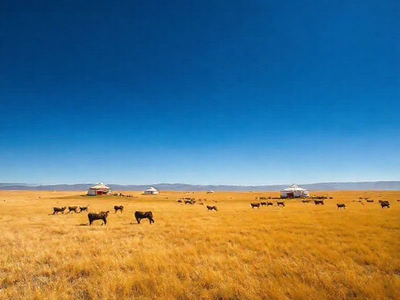 Trending: mongolia