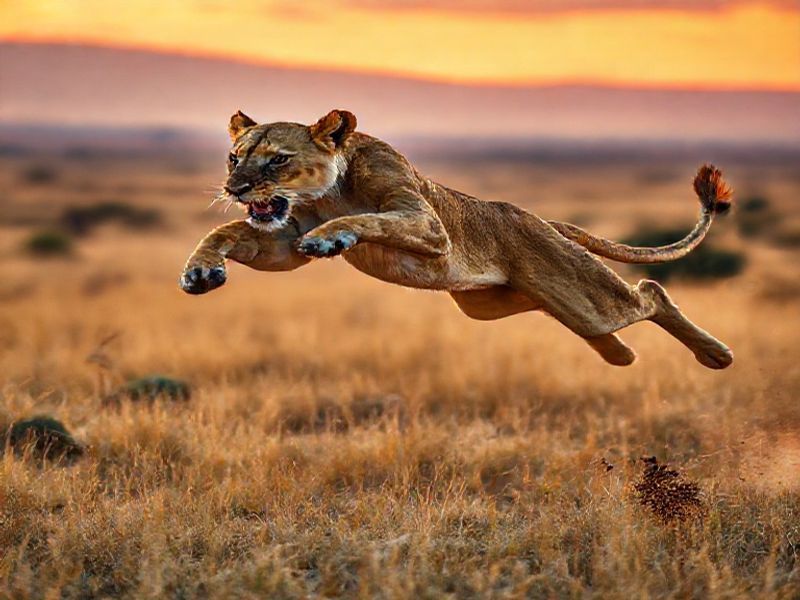 Trending: predators vs wild