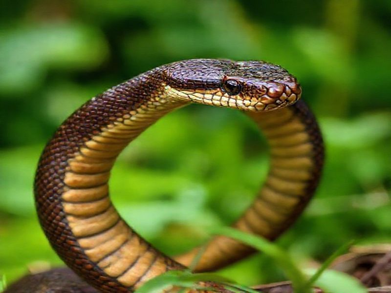 Trending: cairns taipans