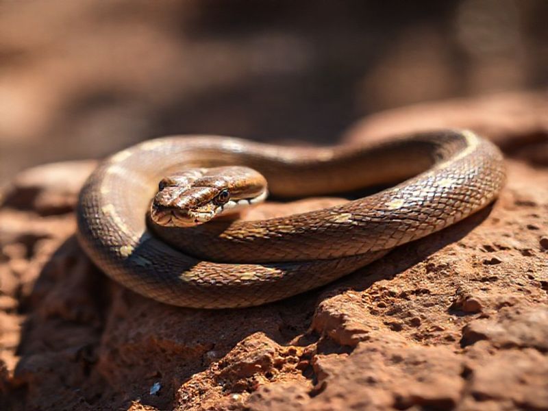 Trending: eastern brown snake