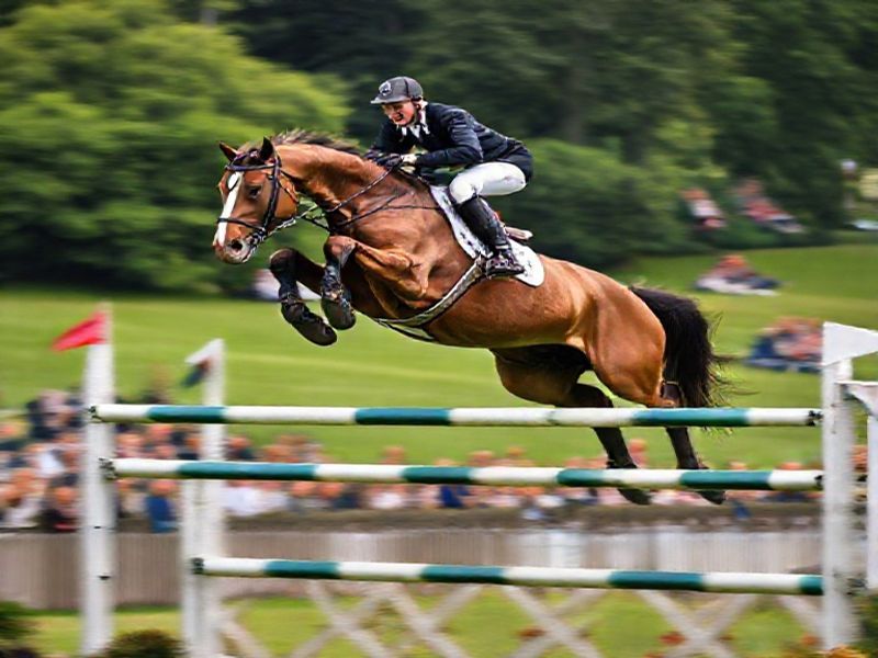 Trending: paul nicholls