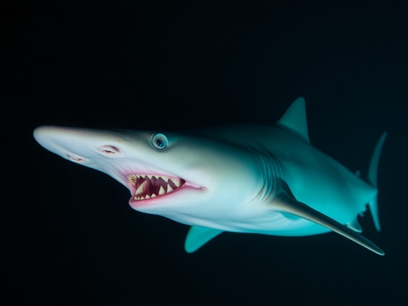 A deep-sea autonomous lander camera captures a goblin shark in its natural habitat, surrounded by the dark, pressure-filled e