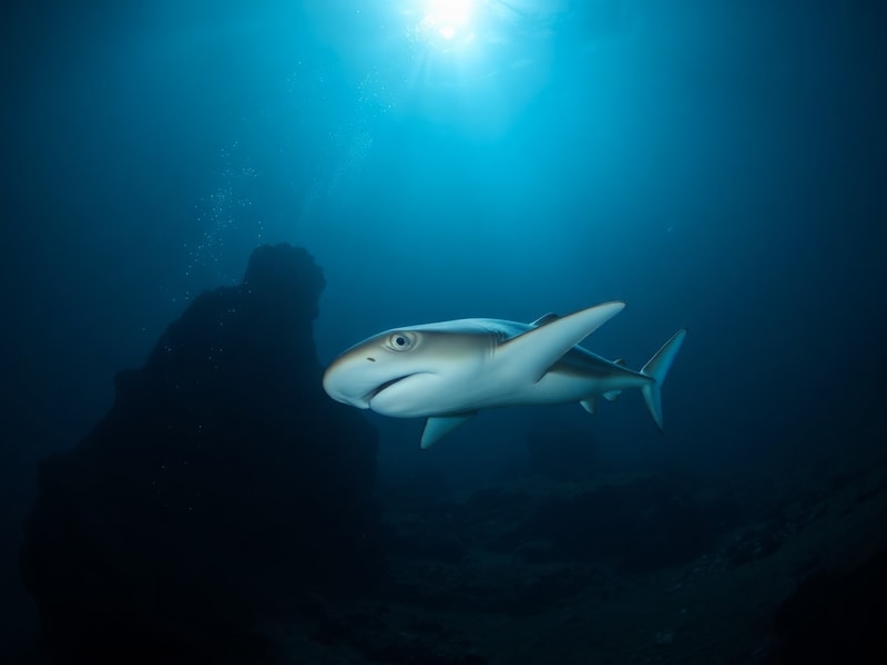 A translucent ghost shark, Hydrolagus trolli, gliding above a hydrothermal vent in the deep sea off Costa Rica, with biolumin