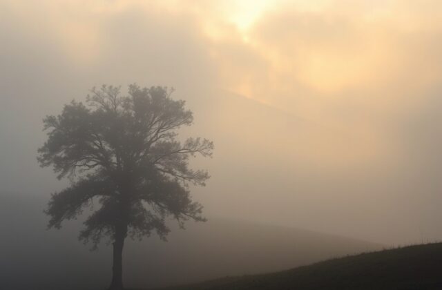 Exploring Weather Fog: Types, Formation, and Impact