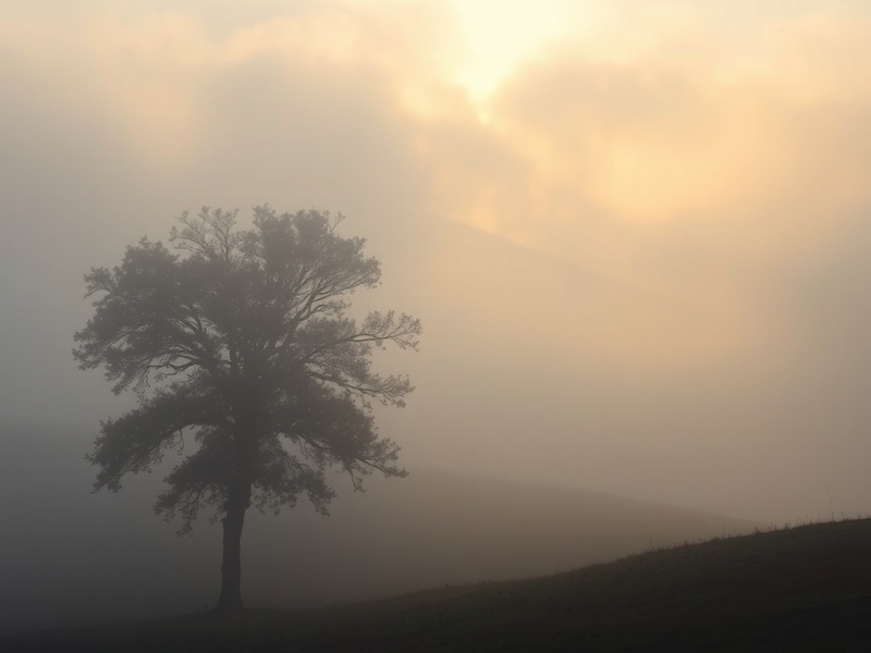 A serene landscape shrouded in fog, with trees and a winding road barely visible, evoking a mysterious and tranquil mood.